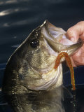 Largemouth Bass with Plastic Worm