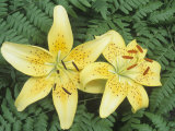 Asiatic Lily Flowers (Lilium) Against a Fern Background  King Pete Variety