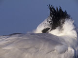 Resting Royal Tern  Sterna Maxima  Southern USA