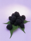 Smooth Blackberries (Rubus Canadensis)  Eastern USA