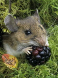 White-Footed Mouse  Peromyscus Leucopus  Eating a Berry  Ohio