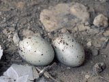 Turkey Vulture (Cathartes Aura) Nest with Two Eggs