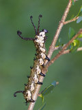 Owl Moth Caterpillar (Brahmaea Certhia) Crawling on a Twig