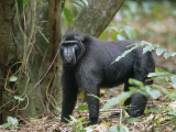 This 30 Year Old Celebes Crested Macaque (Macaca Nigra) Is Lead of a Group of 35 Apes