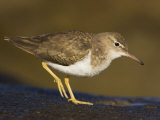 Spotted Sandpiper  Actitus Macularia  California  USA