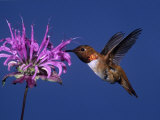 Male Rufous Hummingbird (Selasphorus Rufus) at Wild Bergamot (Monard Fistulosa)