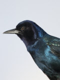 Female Boat-Tailed Grackle Head  Quiscalus Major  Eastern USA
