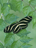 Zebra Longwing Heliconian Butterfly (Heliconius Charitonius)  Family Nymphalidae  Florida  USA