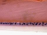 Cross-Section of the Anterior Surface of the Human Eye Lens