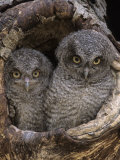 A Baby Screech Owl  Otus Asio  in a Tree Cavity