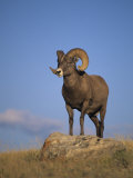 Bighorn Sheep Ram  Ovis Canadensis  Yellowstone National Park  Montana  USA
