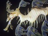Leafy Sea Dragon (Phycodurus Eques)  Southern Australia Reefs