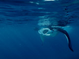 Manta Ray (Manta Birostris) Feeding on Plankton  Indian Ocean