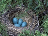 Robin Nest with Eggs  Turdus Migratorius  USA