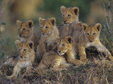 Six African Lion Cubs  Panthera Leo  Watching and Waiting for Mom to Return  Kenya