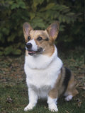 Pembroke Welsh Corgi