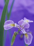 Siberian Iris Flower (Iris Siberica)  Skywings Variety