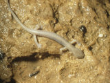 Ozarks Blind Cave or Grotto Salamander in a Cave (Typhlotriton Spelaeus)  Midwestern USA