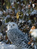 Snowy Owl (Nyctea Scandiaca)  Canada