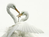 Great Egret  Ardea Alba  Pair Courtship Display During the Nesting Season  Southern USA