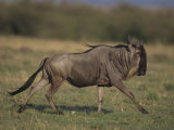 Wildebeest or Gnu  Connochaetes Taurinus  Running across the Savanna  Masai Mara  Kenya  Africa