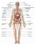 Human Female Anatomy  with Major Organs and Structures Labeled