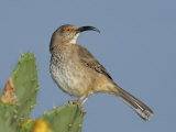 Curve-Billed Thrasher  Toxostoma Curvirostre   Southwestern USA