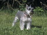 Miniature Schnauzer Variety of Domestic Dog