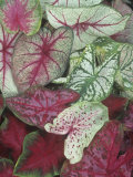 Caladium Leaf Variety