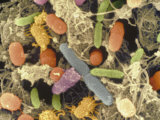 Bacterial Contamination of Retail Chicken Meat and Skin after 3 Days in a Refrigerator