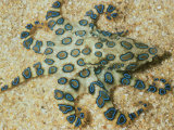 Blue Ringed Octopus Showing Warning Coloration  Hapalochlaena Lunulata