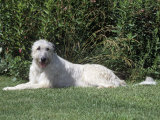 Irish Wolfhound Breed of Domestic Dog