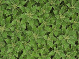 Chrysanthemum Foliage Pattern