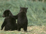 Brown Bear Cubs (Ursus Arctos) in Alaska