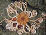 Basket Star (Gorgonocephalus Eucnemis)  Alaska to California  USA