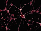 Neurons or Nerve Cells  Showing the Nuclear Regions and the Long Axons and Dendrites