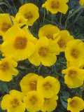 Mexican Gold Poppy  Eschscholzia Mexicana  Picacho Peak State Park  Arizona  USA