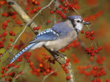 Blue Jay (Cyanocitta Cristata) in a Hawthorn (Crataegus)  Eastern North America