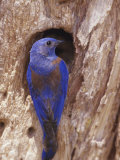 A Western Bluebird at His Nest Hole  San Gabriel Mountains  California
