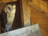 Barn Owl  Tyto Alba  on Barn Rafters  a Threatened Species  North America