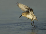 Dunlin Flight  Calidris Alpina  Florida  USA