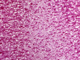 Glycogen in Liver Tissue