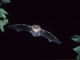 A Little Brown Bat in Flight Echolocating at Night  Myotis Lucifugus  North America