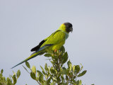 Black-Hooded Parakeet  Nandayus Nenday  an Introduced Species into South Florida  USA