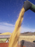 Loading Harvested Corn into a Truck (Zea Mays)
