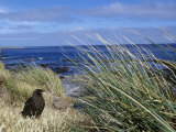 Striated Caracara  Phalcoboenus Australis  an Endangered Species  Falkland Islands