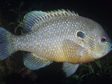 Bluegill or Sunfish (Lepomis Macrochirus)  Mississippi River Basin  USA