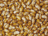 Prairie Appaloosa Beans (Phaseolus Vulgaris) Native to Central and South America