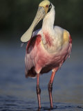 Roseate Spoonbill  Ajaia Ajaja  Wading in the Water in Florida  USA