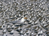 Royal Tern Among Sanderlings